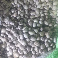 فروش لوبیا چیتی|عمدهفروشی|دامغان, |دیوار