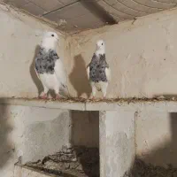 الماسی آنتیک|پرنده|اردبیل, |دیوار