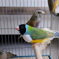 فنچ گلدین