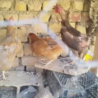 مرغ  بومی تخم گذار|حیوانات مزرعه|خمینی‌شهر, |دیوار