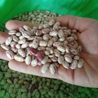 لوبیا چیتی بذری (70 روزه)