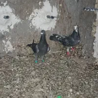 کفتر|پرنده|زاهدان, |دیوار