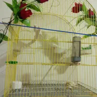 فنج نرگسی سفید|پرنده|رشت, جماران|دیوار