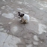 توله سگ نر|سگ|انگوران, |دیوار