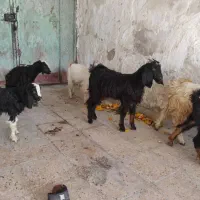 کره ماده چاق|حیوانات مزرعه|بندر کنگان, |دیوار