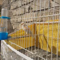 ۳  تا قناری.عروس هلندی  معاوضه|پرنده|شیراز, کوشک میدان|دیوار