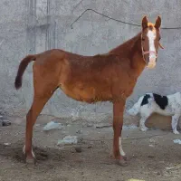 کره مادییان ترک دره شور درجه یک تضمینی