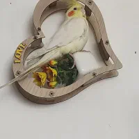 عروس هلندی نر لوتینو