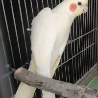 عروس هلندی زعفرانی لوتینو نر بالغ