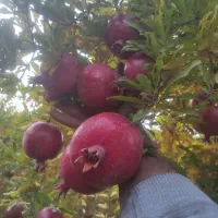 با سلام حدود پانصد درخت انار  دارم