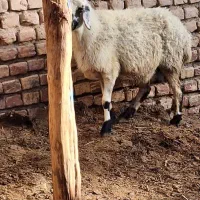 دو میش و بز|حیوانات مزرعه|بیرجند, |دیوار