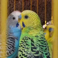 ۳ عدد مرغ عشق