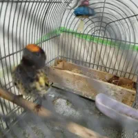 گلبسر|پرنده|شیراز, کوشک میدان|دیوار