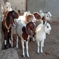 8راس کولار بزغاله بزرگ نژاد دوقلو زا و شیرا آبستن