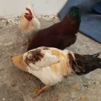 ۱۳۰۰|حیوانات مزرعه|فریمان, |دیوار