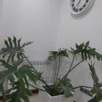گلدان برگ انجیری بزرگ