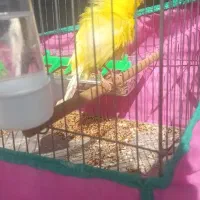 قناری فر|پرنده|بندر انزلی, بشمن|دیوار