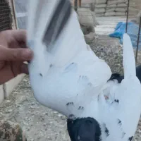 سه تا غریبگیری نر|پرنده|تاکستان, |دیوار