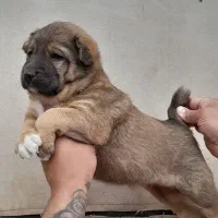 واگذاری سگ افغان نگهبان گله|سگ|باقرشهر, |دیوار