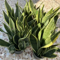 فروش گلهای آپارتمانی