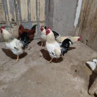 خروس|حیوانات مزرعه|تاکستان, |دیوار