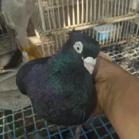 کفتر زاغ آبادانی اصل
