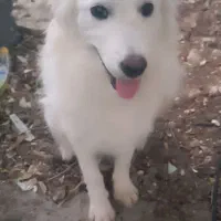 واگذاری سگ اشپیتس