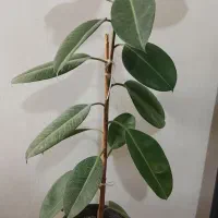 گل فیکوس سر حال|گل و گیاه طبیعی|خرم‌آباد, |دیوار