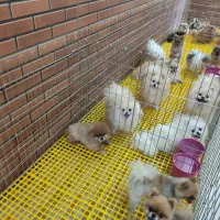 پرورش تخصصی نژاد پامرانین خرسی عروسکی روباهی|سگ|بادرود, |دیوار