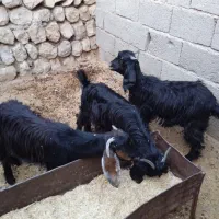 بزغاله|حیوانات مزرعه|آبدانان, |دیوار