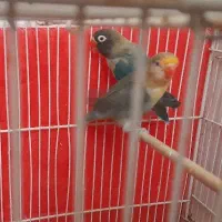 جفت کوتوله تضمینی پاربلو