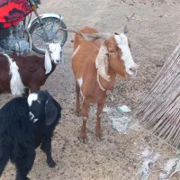 مراوه تپه گوگدره