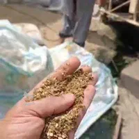 فروش جوجه راس و‌جوجه محلی و اردک مستقیم از کارخانه|حیوانات مزرعه|آمل, |دیوار