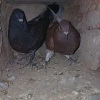 کبوتر عرب|پرنده|ملکان, |دیوار