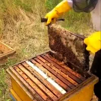 انواع عسل‌وژل رویال باکیفیت بالا وقیمت مناسب