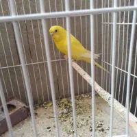 فروش فوری مرغ عشق