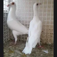 جفت کاریر کارداده