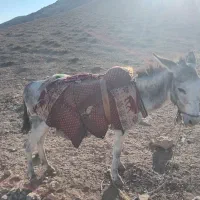 الاغ آرام گوسفندی