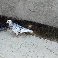 شازده هفرنگ