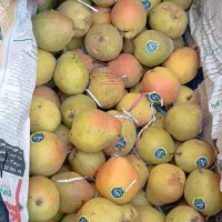 گلابی کیلو ۷۰ تومان