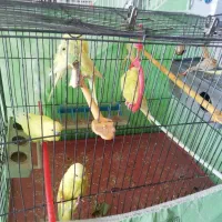 مرغ عشق|پرنده|بیرجند, |دیوار