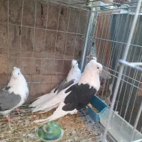 ۵عدد دوکت سبز سیاه|پرنده|اردکان, |دیوار