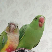 پرنده گم شده