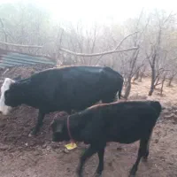 گاو کردی با گوساله|حیوانات مزرعه|باینگان, |دیوار