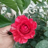 فروش باغچه نقلی