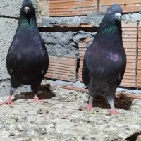 کبوتر پرشی