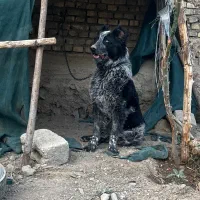 لاس قدرجونی و نر پژدر