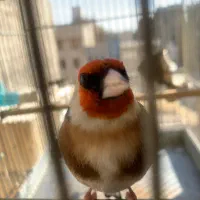 سهره چهارگل زنجیری