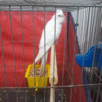 عروس هلندی لتینو و البینو فروش فوری پول نیازم