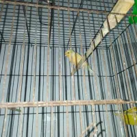 قناری|پرنده|ساری, |دیوار